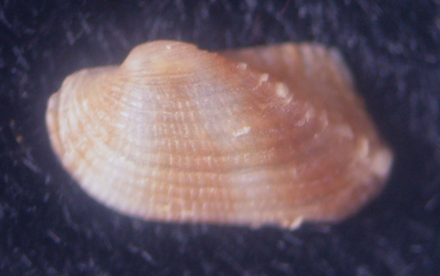 asperarca magdalenae